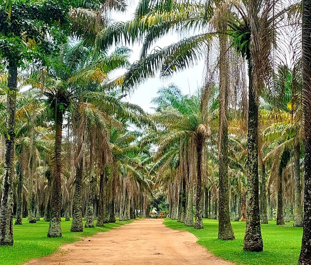 Jardin Botanique de Bingerville