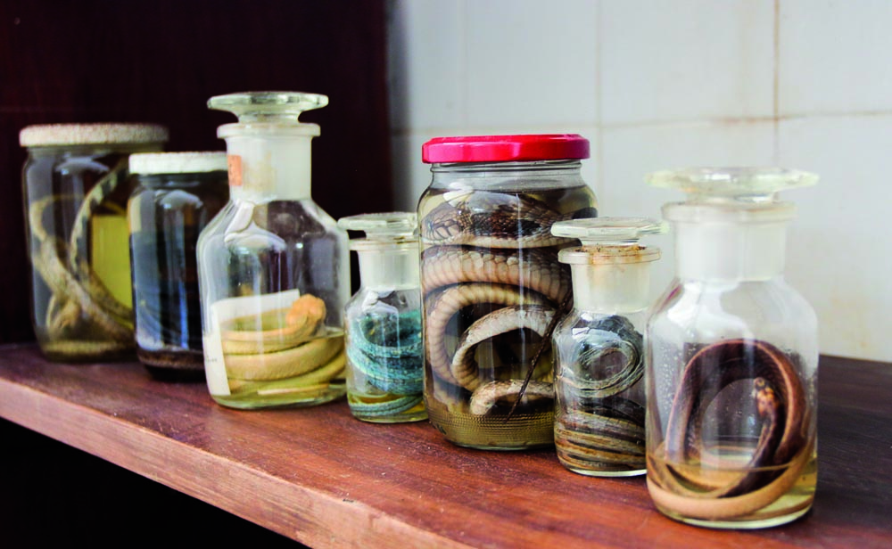 Serpentarium de l’Institut Pasteur